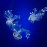 THE BLUE LAGOON – HOW A JELLYFISH ALMOST RUINED OUR VACATION IN MALTA